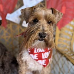Cruz - Miniature Schnauzer