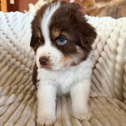 Sailor - Red tri male Miniature Australian Shepherd puppy in New Hampton, Iowa from Full River Australian Shepherds