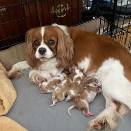 Glitter - Cavalier King Charles Spaniel