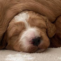 Goldendoodles from Doodles by Darren