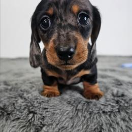 Black and tan dapple male (Blue) 3208.56 - Dapple male Dachshund puppy in Belle Rive, Illinois from Akin's Miniature Dachshunds, LLC