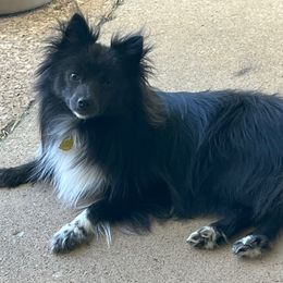 Indie - Pomeranian