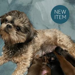 Tootsie - Shih Tzu