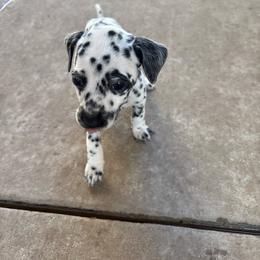 Princess Donut - White and black female Dalmatian puppy in Fort Cavasos, Texas from Mainstreet Dalmation
