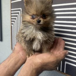 Frito - Chocolate merle male Pomeranian puppy in Loma Linda, California from Goulden_Pups