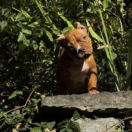 Charlemagne - Liver male American Bully puppy in Nashville, Tennessee from SimplyBullies