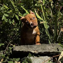 Charlemagne - Liver male American Bully puppy in Nashville, Tennessee from SimplyBullies