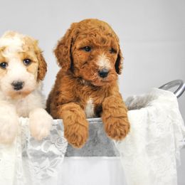 Bernedoodle, Goldendoodle, and Poodle Puppies from Southern Enchanted Doodles
