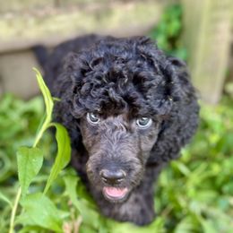 Astra - Phantom female Poodle puppy in New York from Powder Puff Poodles