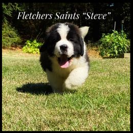 Saint Bernard Puppies from Fletchers Saints