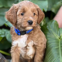 Blue collar boy - Apricot male Goldendoodle puppy in Fairfield, California from Twin Sisters Doodles