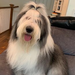 Old English Sheepdogs from Karla's Pups