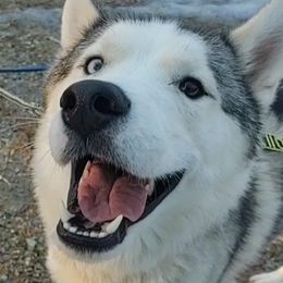 Zero - Siberian Husky