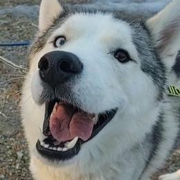 Zero - Siberian Husky