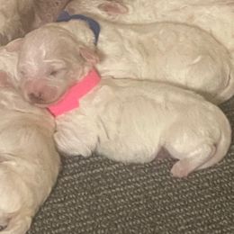 Violet - White female Bichon Frise puppy in Cave City, Kentucky from Loretta's Pups