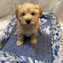 Strawberry Shortcake - Apricot female Yorkipoo puppy in Stafford, Virginia from Morris Doodles Virginia