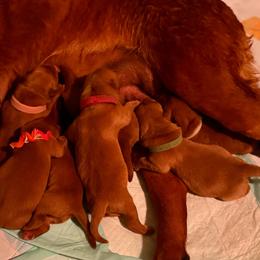 Buldac - Yellow female Labrador Retriever puppy in Carlsbad, New Mexico from ECMO Farm Dalmatians & Labrador Retrievers