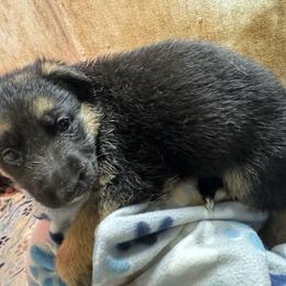 Light green female - Black and tan female German Shepherd puppy in Columbiana County, Ohio from Das Müller Hund Haus
