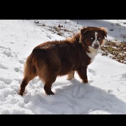 Paisley - Miniature Australian Shepherd