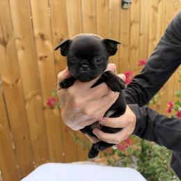 Sylvester - Black male Brussels Griffon puppy in Durant, Oklahoma from Trademark Brussels Griffon