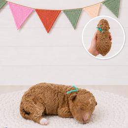 Indie - Cream female Goldendoodle puppy in Jerome, Michigan from Haaspawz