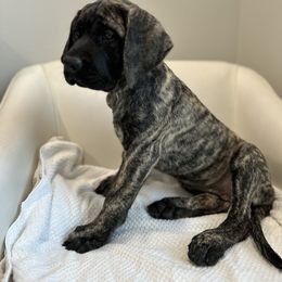 Mastiff Puppies from MLJ Mastiffs Florida