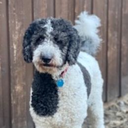 Gabby - Goldendoodle