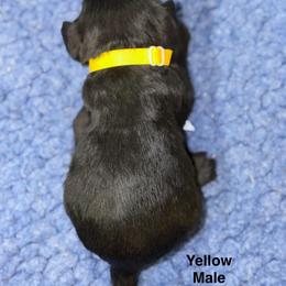 Yellow Male - Black male Miniature Schnauzer puppy in Springdale, Arkansas from Rc Kennels