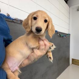 Pumpkin - Cream male Dachshund puppy in Cutler Bay, Florida from Dadecounty’s Dachshunds