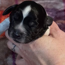 Pheonix - Black and white English Springer Spaniel puppy in Worthington, Indiana from Fidelis Springer Spaniels