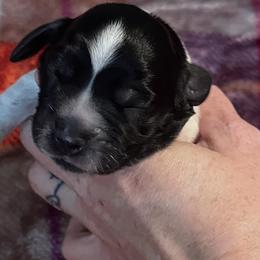 Pheonix - Black and white English Springer Spaniel puppy in Worthington, Indiana from Fidelis Springer Spaniels