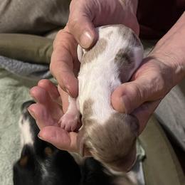 Chocolate dapple pie - Dapple female Dachshund puppy in West Plains, Missouri from Spring Creek Dachshunds