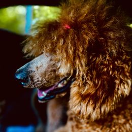 Goldendoodle Puppies from Labradoodleday