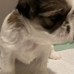 Shih Tzu Puppies from Simply Shih Tzu