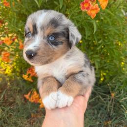 Rebel - male Miniature Australian Shepherd puppy in Godley, Texas from Bradley Kennels