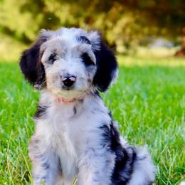 Opium - Blue merle female Aussiedoodle puppy in Decatur, Illinois from Signature Doodles