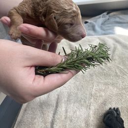 Poodle Puppies from Sweet Country Standards