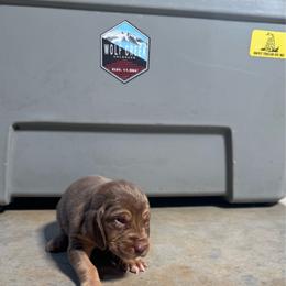Girl 4 - Liver and tan female Bloodhound puppy in Tahlequah, Oklahoma from HNH Hounds