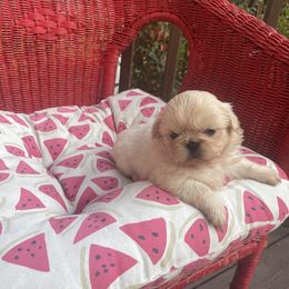 Pekingese, Poodle, and Shih Tzu All Grown Up from Happy puppies