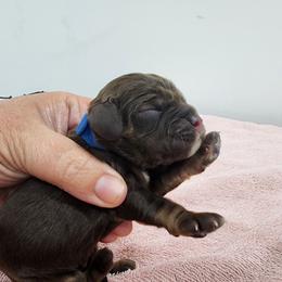 AKC Schroeder - Sable male Cocker Spaniel puppy in New Market, Tennessee from Down in the Holler