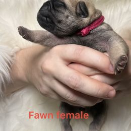 Hot pink collar - Fawn female Pug puppy in Deer Park, Texas from Butler Pugs and Frenchies