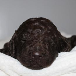 Jasper - Chocolate male Goldendoodle puppy in Howard City, Michigan from Doodles and Chaos