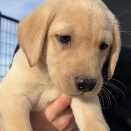 Boy 3 - male Labrador Retriever puppy in Britton, South Dakota from FR Labs