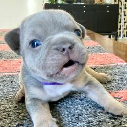 Cordes purple collar - Blue male French Bulldog puppy in Cordes Lakes, Arizona from Puppy Love AZ