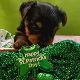Jax - Black and gold male Yorkshire Terrier puppy in Brooksville/Weeki Wachee, Florida from Royal Riff Yorkies