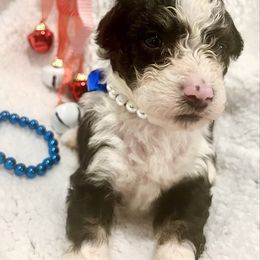 BURRITO - Black and white male Bernedoodle puppy in Houston, Texas from Pia’s Doodle Poodle Wag