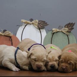 3rd pick - Yellow female Labrador Retriever puppy in Four Oaks, North Carolina from TLC Retrievers