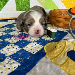 SNAP - Blue merle Miniature Australian Shepherd puppy in Elgin, Illinois from Beaman Aussie Pride