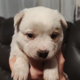 Left Eye - Red mottled male Australian Cattle Dog puppy in Morganton, North Carolina from Trinity C Acres