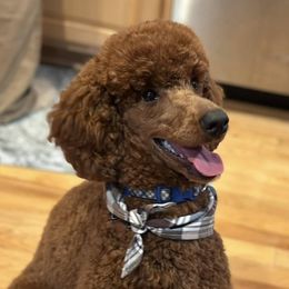 Poodles from Patriot Red Poodles